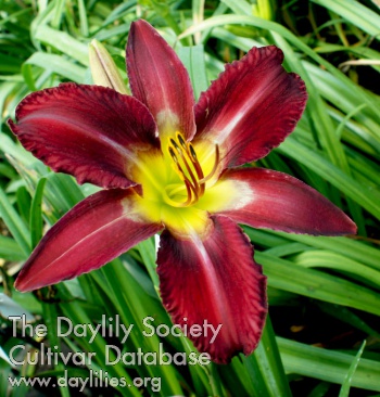 Daylily She's So Outrageous